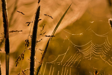 Cobwebs at sunrise