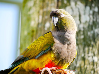 Perroquet © photoloulou91