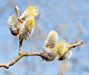 Pussy willow blossoms in spring sunny day, close up