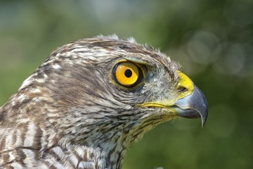 Close-up of a juvenile Northern Goshawk (Accipiter gentilis)