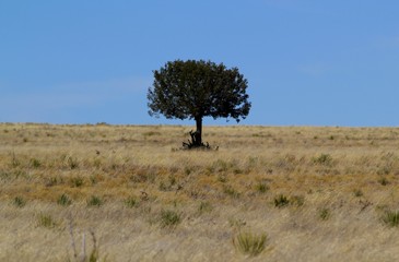 Naklejka premium Einsamer Baum auf trockener Wiese