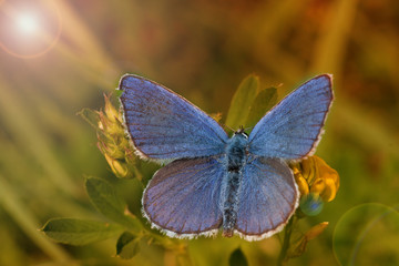 Blue modrachea (Lycaenidae)