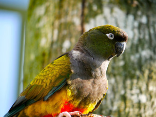 Perroquet © photoloulou91