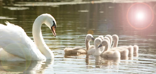 Photo sur Aluminium Cygne Cygne avec les jeunes