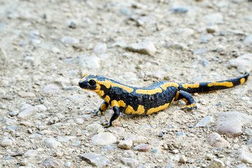 Feuersalamander