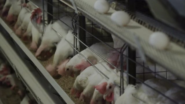 White hens are fed from the trough on poultry farm. Chicken coop.