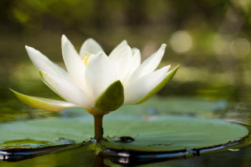 White Waterlily (Nymphaea alba L.) 2