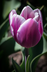 Pink Tulip