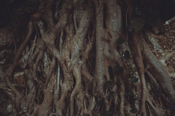 Old grey and brown tree with large thick roots