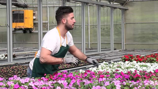 young man working in a plant nursery