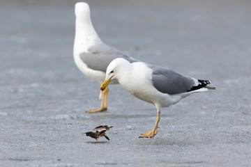 Yellow-legged Gull (Larus cachinnans). Bird's species is identified inaccurately.