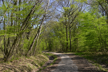 Fototapeta na wymiar Chemin serpente en forêt de Ferrières, Roissy-en-Brie (77680), département de la Seine-et-Marne en région Île-de-France, France