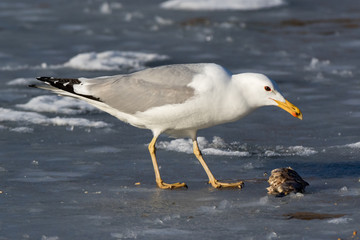 Yellow-legged Gull (Larus cachinnans). Bird's species is identified inaccurately.