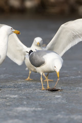 Yellow-legged Gull (Larus cachinnans). Bird's species is identified inaccurately.