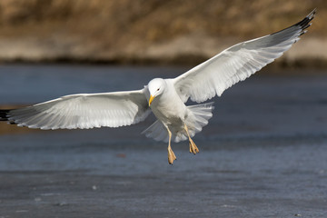 Yellow-legged Gull (Larus cachinnans). Bird's species is identified inaccurately.