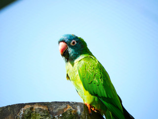 Perroquet © photoloulou91
