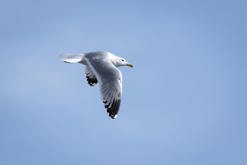 Yellow-legged Gull (Larus cachinnans). Bird's species is identified inaccurately.