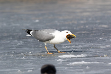 Yellow-legged Gull (Larus cachinnans). Bird's species is identified inaccurately.