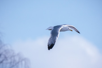 Yellow-legged Gull (Larus cachinnans). Bird's species is identified inaccurately.