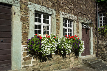 Stone Wall Flowers