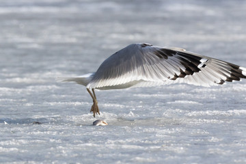 Yellow-legged Gull (Larus cachinnans). Bird's species is identified inaccurately.