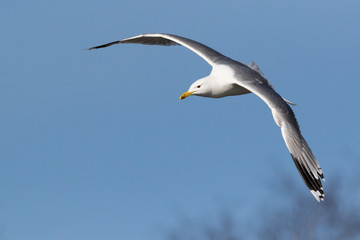 Fototapeta na wymiar Yellow-legged Gull (Larus cachinnans). Bird's species is identified inaccurately.