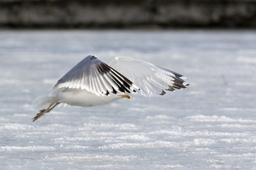 Yellow-legged Gull (Larus cachinnans). Bird's species is identified inaccurately.