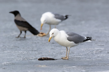 Yellow-legged Gull (Larus cachinnans). Bird's species is identified inaccurately.