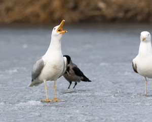 Yellow-legged Gull (Larus cachinnans). Bird's species is identified inaccurately.