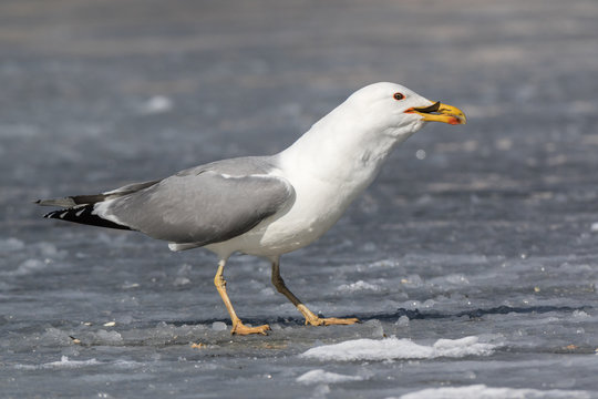 Yellow-legged Gull (Larus cachinnans). Bird's species is identified inaccurately.