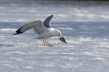 Yellow-legged Gull (Larus cachinnans). Bird's species is identified inaccurately.