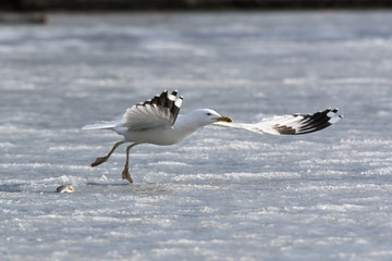Yellow-legged Gull (Larus cachinnans). Bird's species is identified inaccurately.