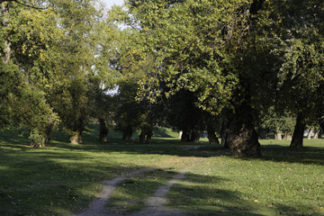 Fototapeta premium Forest path beside a trees