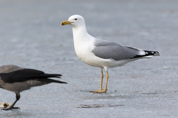 Naklejka premium Yellow-legged Gull (Larus cachinnans). Bird's species is identified inaccurately.