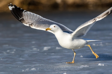 Yellow-legged Gull (Larus cachinnans). Bird's species is identified inaccurately.