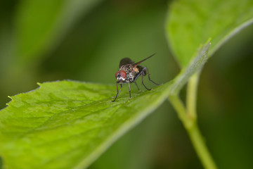 Fly