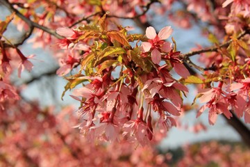 Close up of blossoms of cherry plums (Prunus cerasifera)