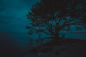 Fototapeta premium Lonely small bird fishing under big thick branches of a tree near atlantic ocean on a sand mixed with large rocks and tiny pebbles. Blue water and sky.Miami Key Biscayne. Travel in Florida, USA.