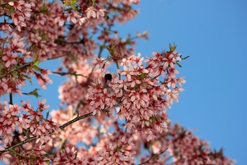 Close up of blossoms of cherry plums (Prunus cerasifera)