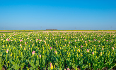 Field with tulips at sunrise in spring
