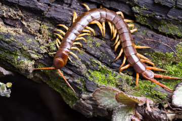 centipede (Scolopendra sp.) sleeping on a mossy tree in tropical rainforest
