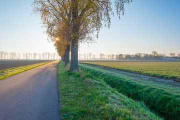 Trees along a road in spring