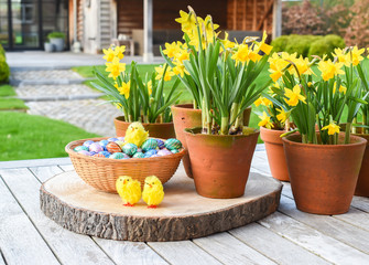 Easter concept: Composition of yellow Narcissus in terracotta pot, basket with wrapped chocolate eggs and chicks on garden table.