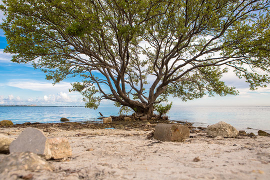Tranquil scene on best desert beach with white sand on ocean bay. lonely exotic bird under shady big tree in lost paradise. Travel and vacations in Miami. Florida.USA