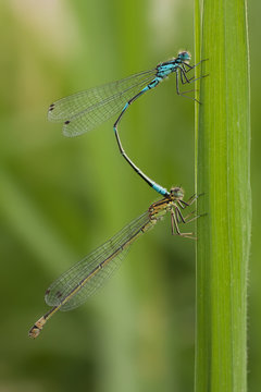 Couple of dragonflies in courtship