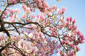 Magnolia tree blossom