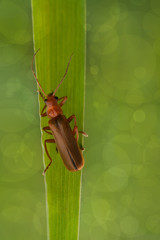 Beetle (Rhagonycha fulva)
