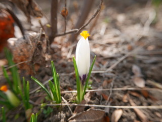 Fresh white crocus blooming in the garden