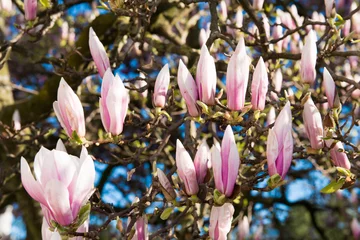 Photo sur Plexiglas Magnolia Magnolia tree blossom