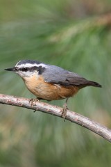 Obraz premium Red-breasted Nuthatch On A Perch